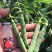 翠绿99甜脆豌豆种子青豌豆甜豌豆种籽耐寒春秋季大粒青豆荚
