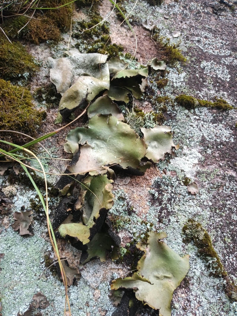 石耳岩耳