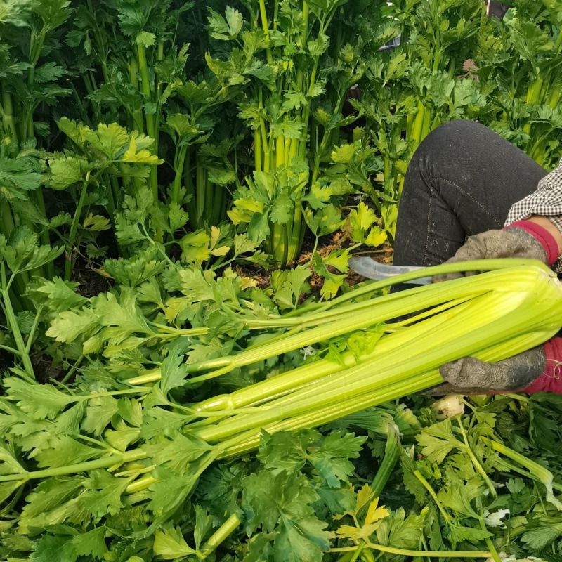 千户西芹菜种子高产抗病耐热耐寒农家菜园基地阳台种植蔬菜种