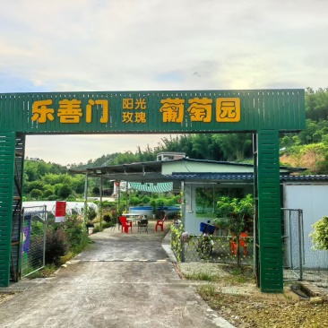 广东紫金县阳光玫瑰葡萄/主打高端精品果/果园直销
