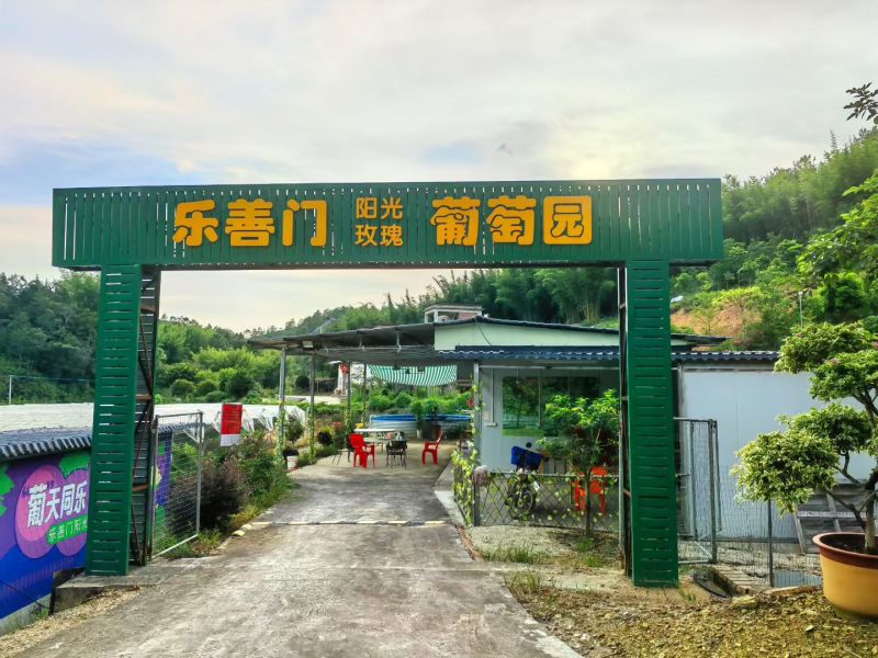 广东紫金县阳光玫瑰葡萄/主打高端精品果/果园直销