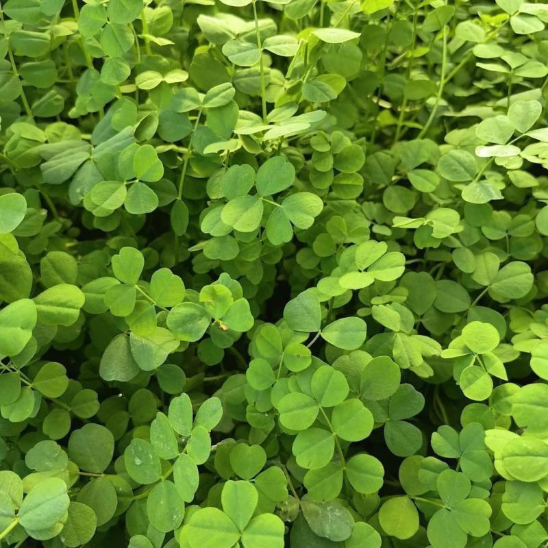 温岭大叶黄花草头金花菜种子苜蓿菜籽黄花草头籽母鸡头