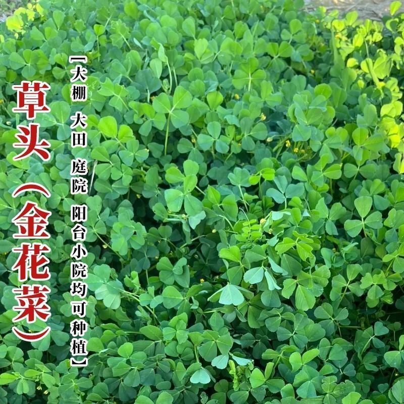 温岭大叶黄花草头金花菜种子苜蓿菜籽黄花草头籽母鸡头