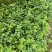 温岭大叶黄花草头金花菜种子苜蓿菜籽黄花草头籽母鸡头