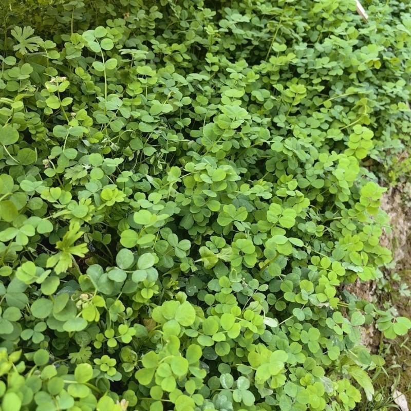 温岭大叶黄花草头金花菜种子苜蓿菜籽黄花草头籽母鸡头