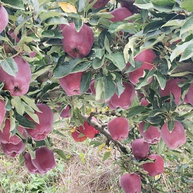 花牛苹果