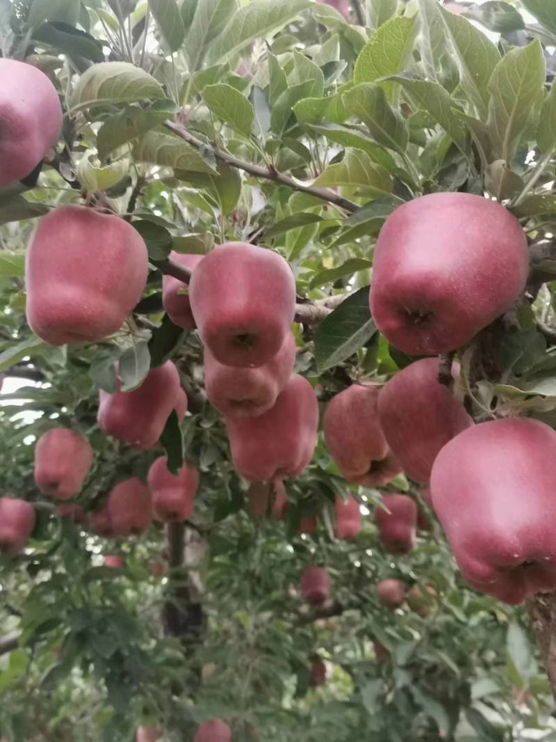 花牛苹果