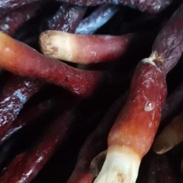 鹿扁灵芝急售，有意者电话联系***********
