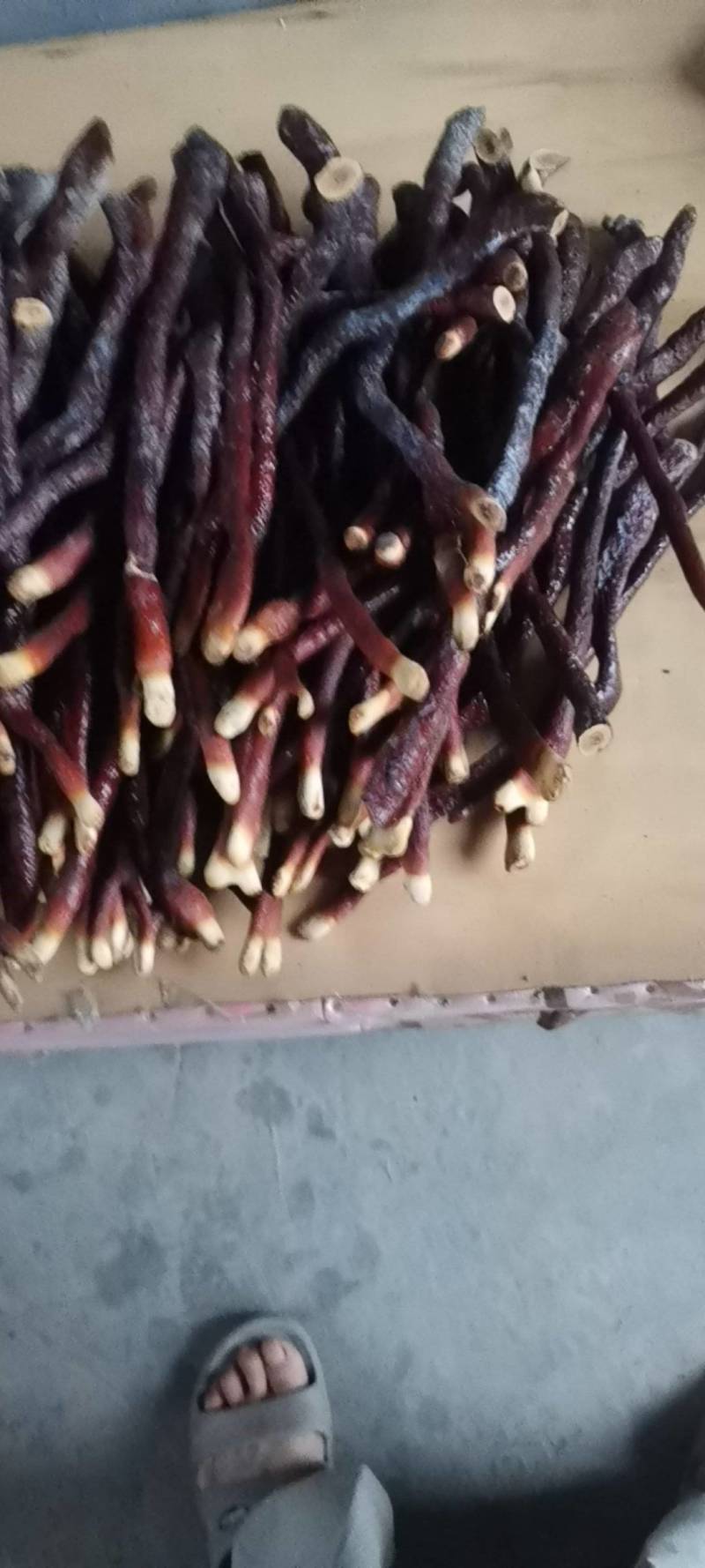 鹿扁灵芝急售，有意者电话联系***********