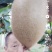 碧玉猕猴桃