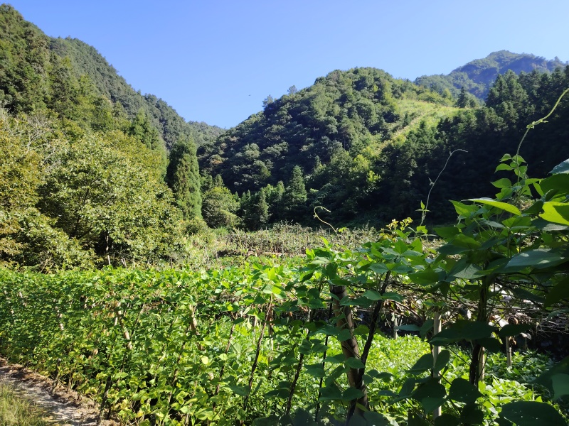 武义新塘半塘高山红心猕猴桃