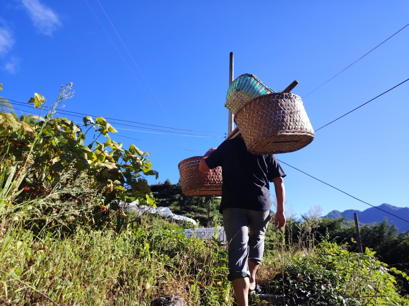 新塘半塘高山猕猴桃