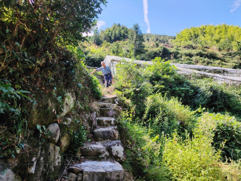 新塘半塘高山猕猴桃