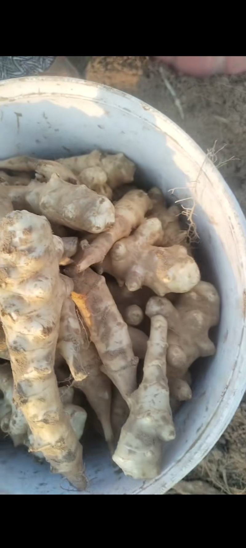 早熟洋姜正在出货中需要老板赶紧联系***********