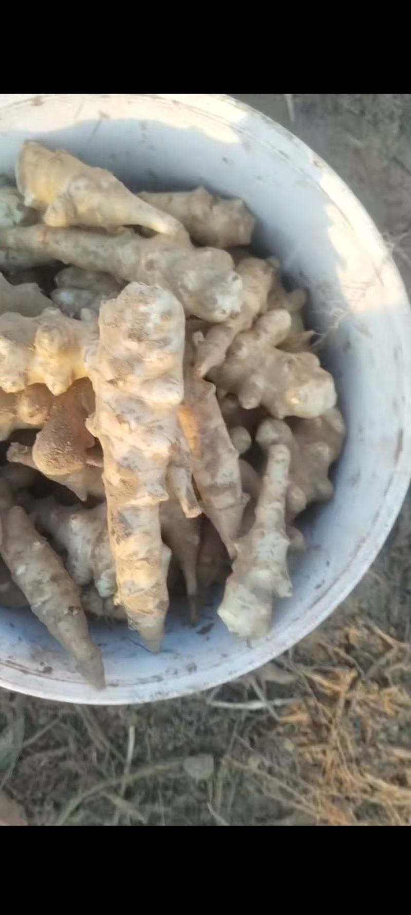 早熟洋姜正在出货中需要老板赶紧联系***********