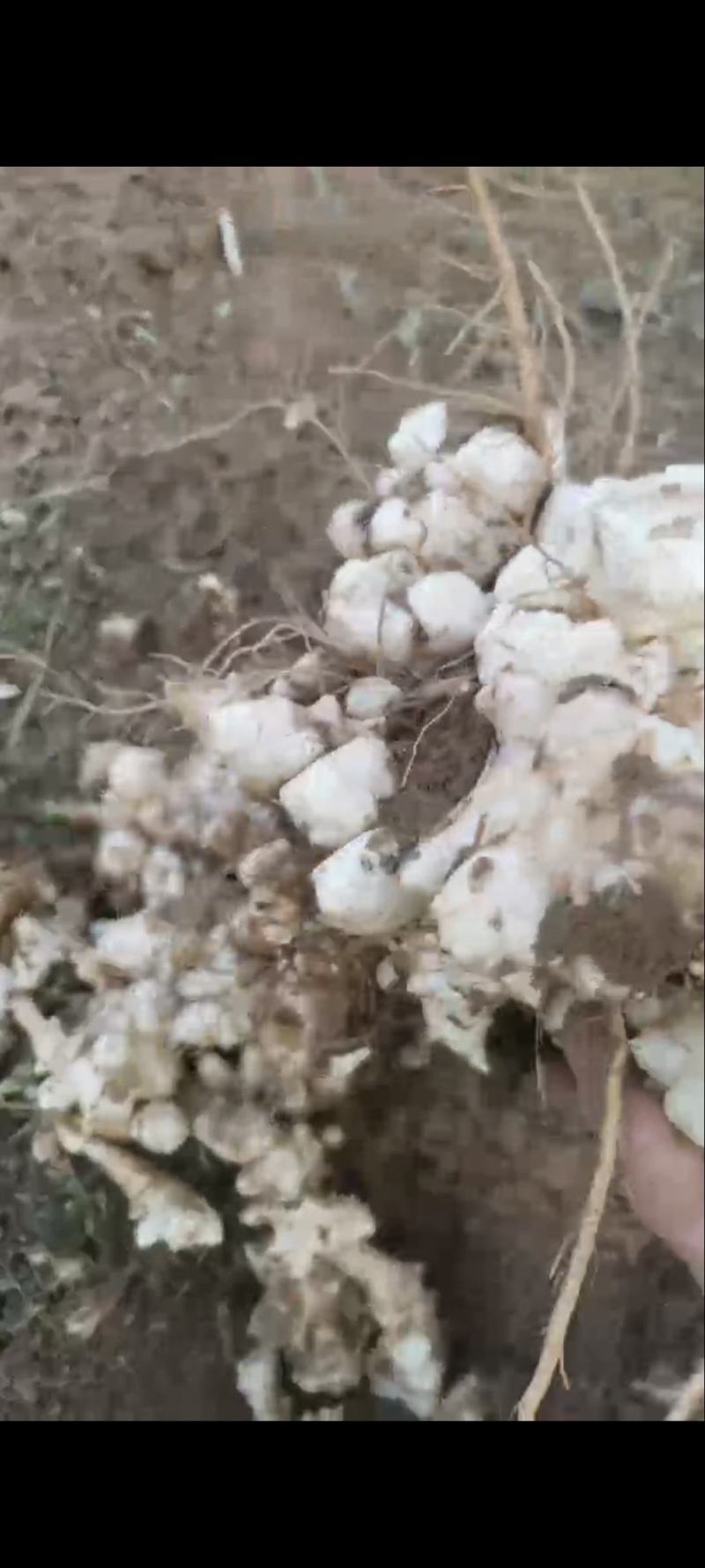 早熟洋姜正在出货中需要老板赶紧联系***********
