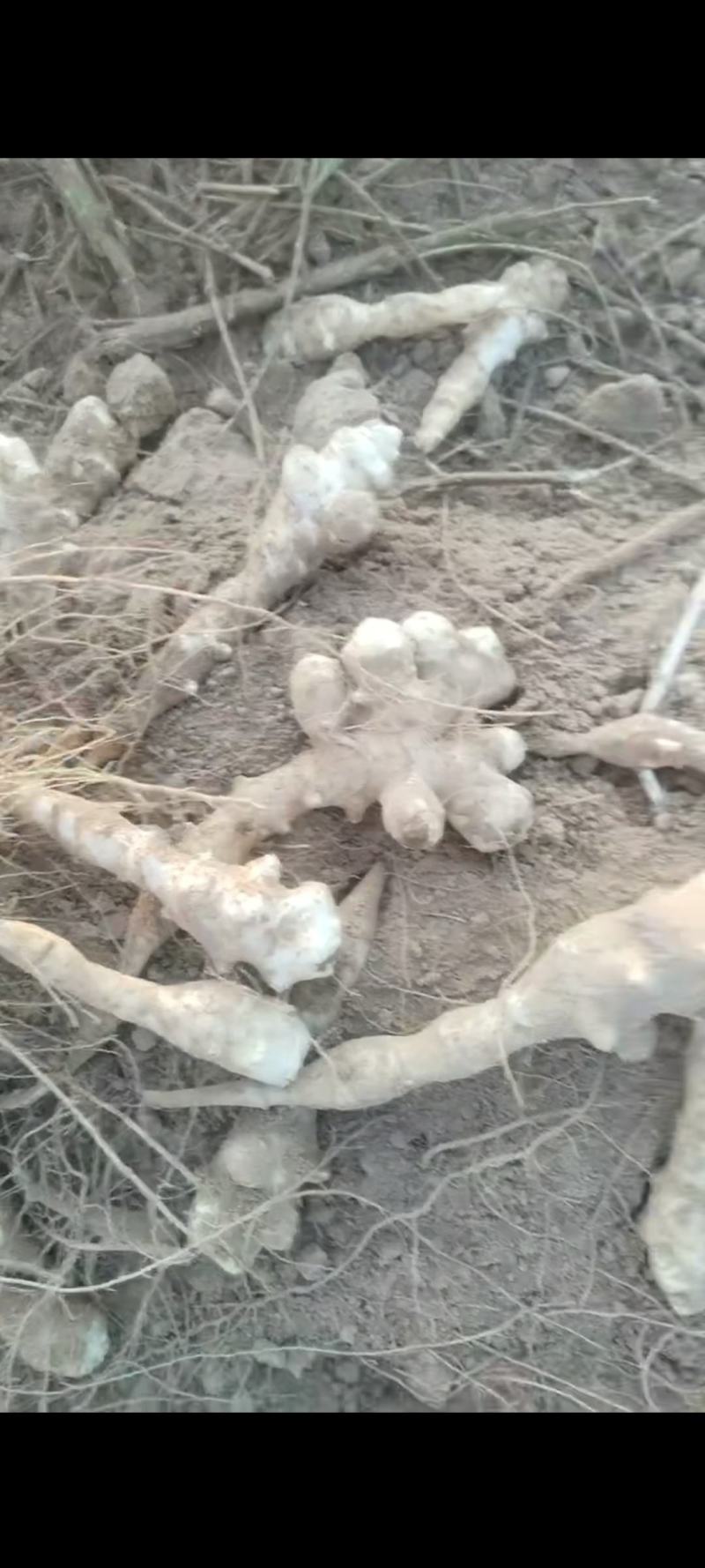 早熟洋姜正在出货中需要老板赶紧联系***********