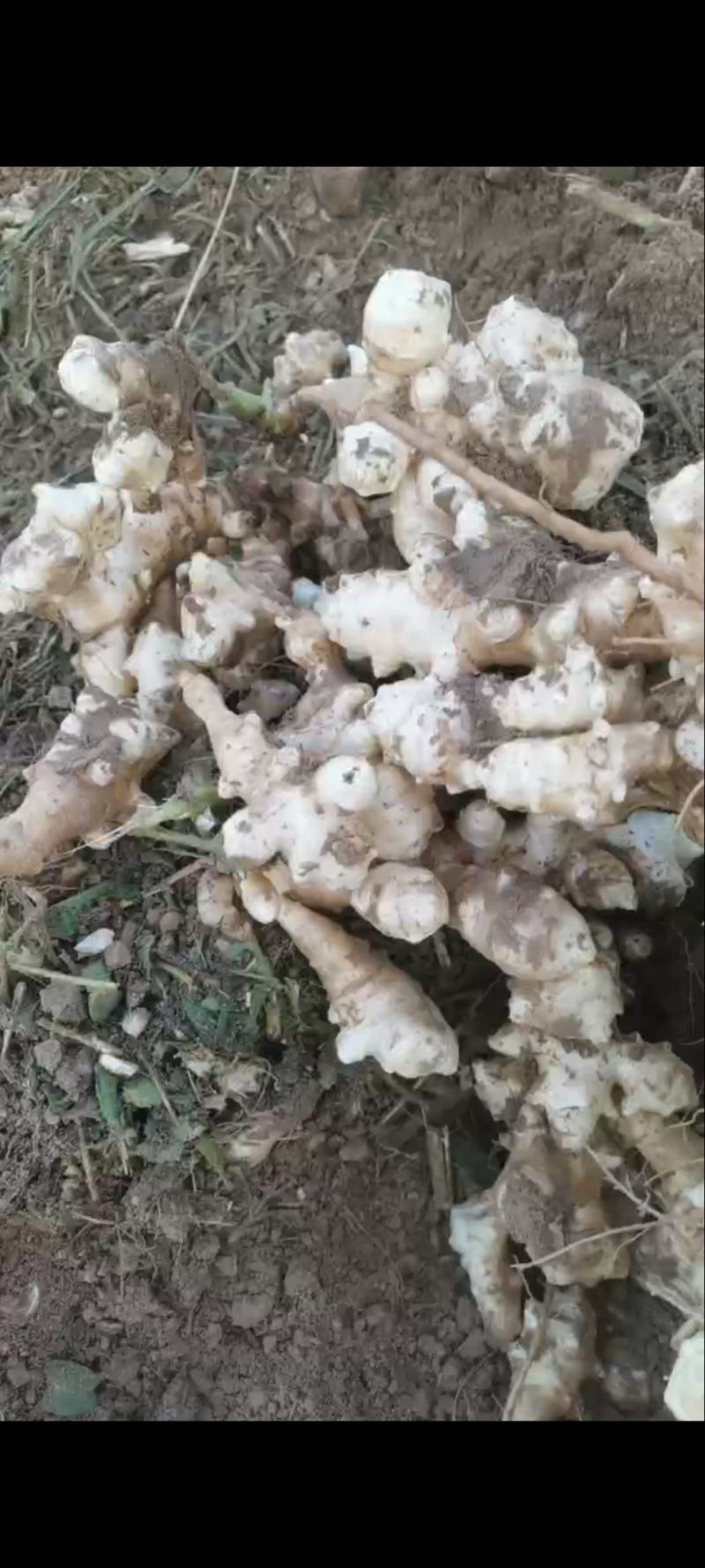 早熟洋姜正在出货中需要老板赶紧联系***********