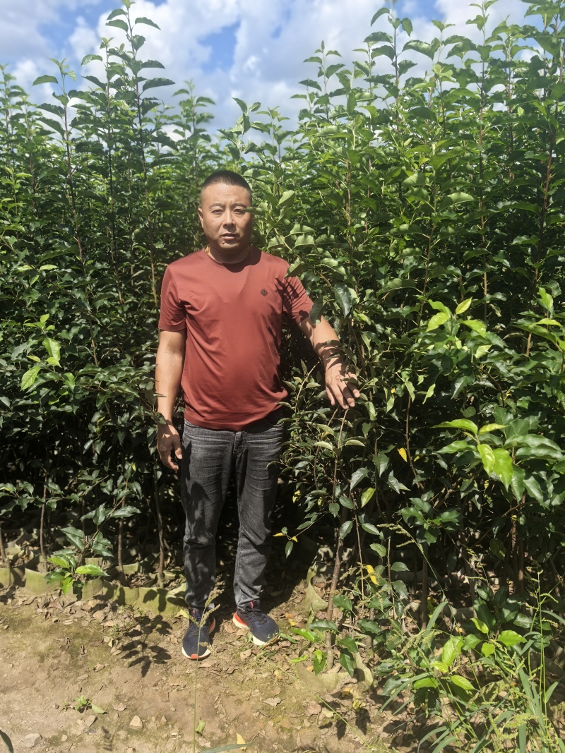 鸡心果树苗