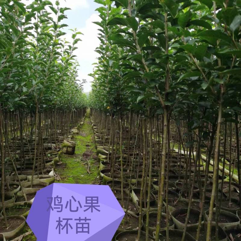 鸡心果树苗