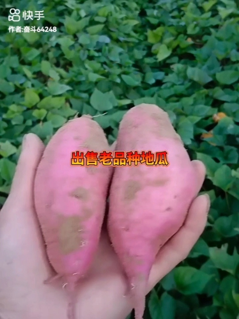 东北纯沙地老品种红薯，软糯香甜质量非常好