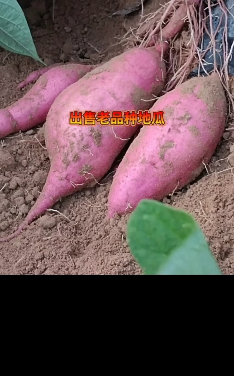 东北纯沙地老品种红薯，软糯香甜质量非常好