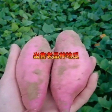 东北纯沙地老式地瓜