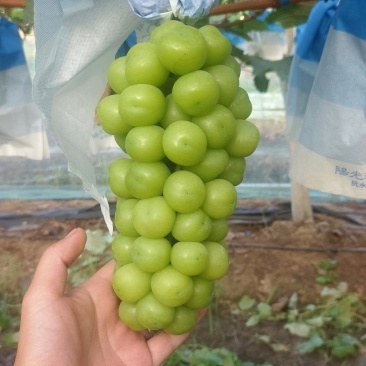 阳光玫瑰