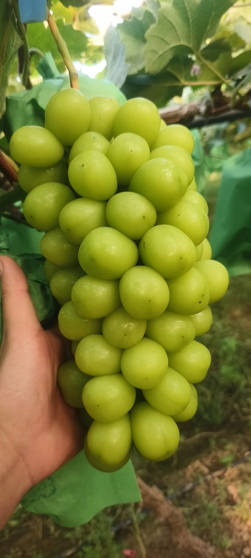 阳光玫瑰