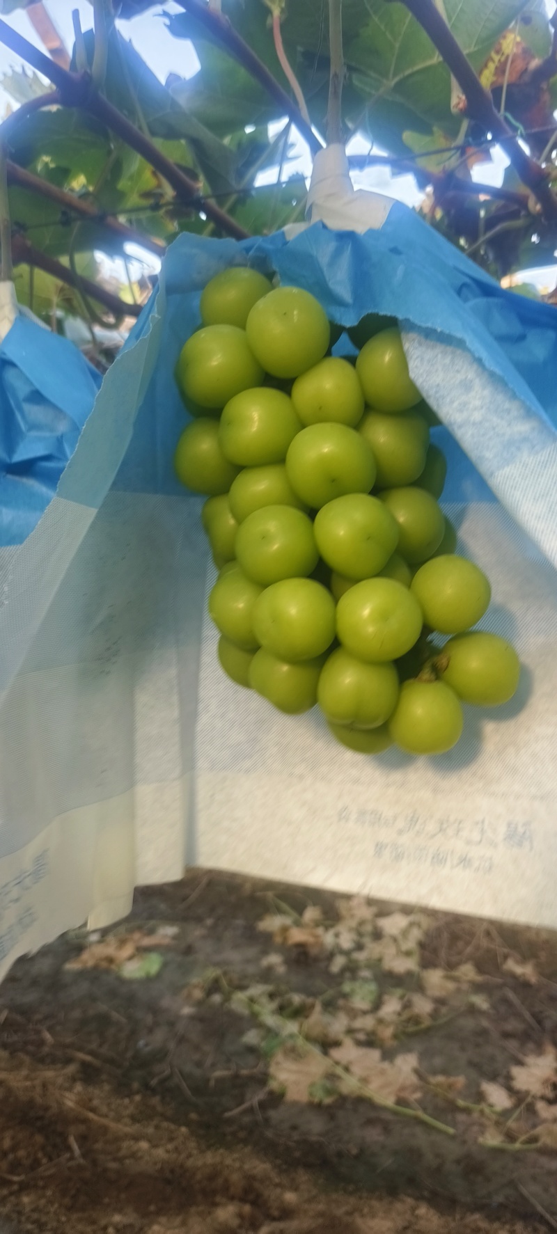 阳光玫瑰