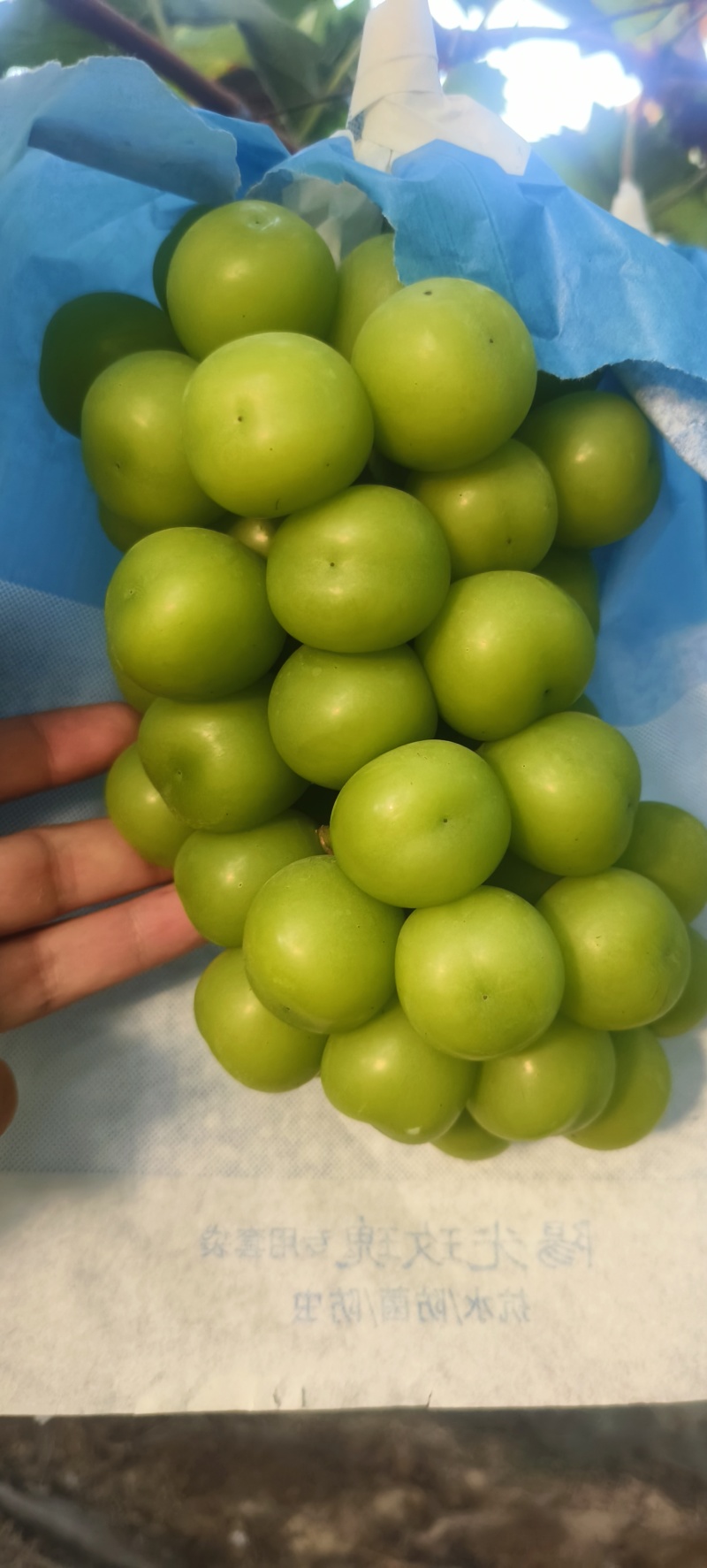阳光玫瑰