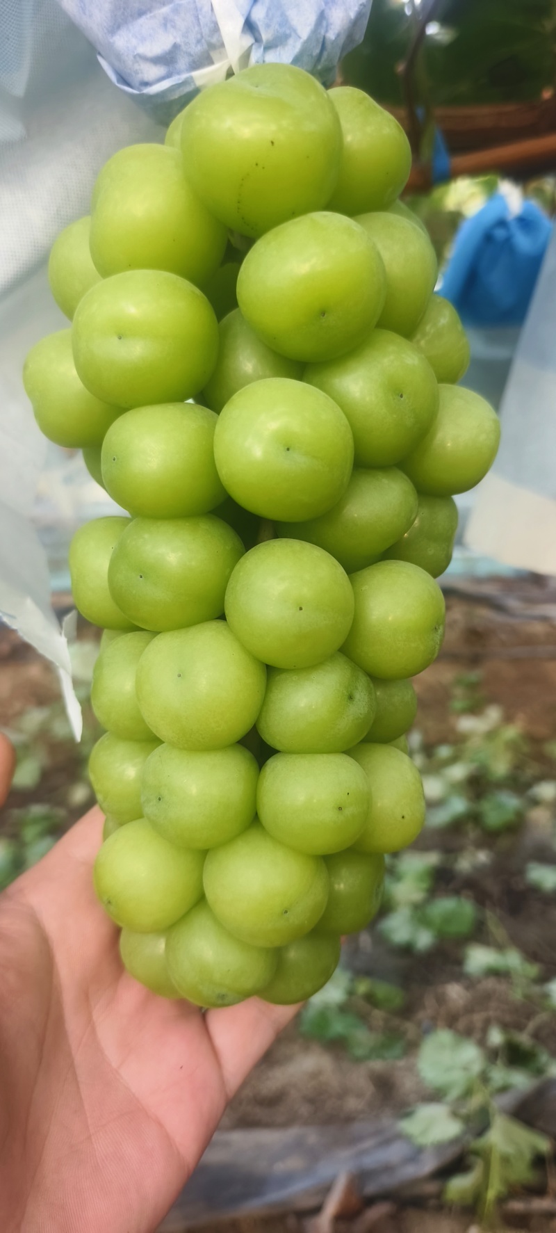 阳光玫瑰
