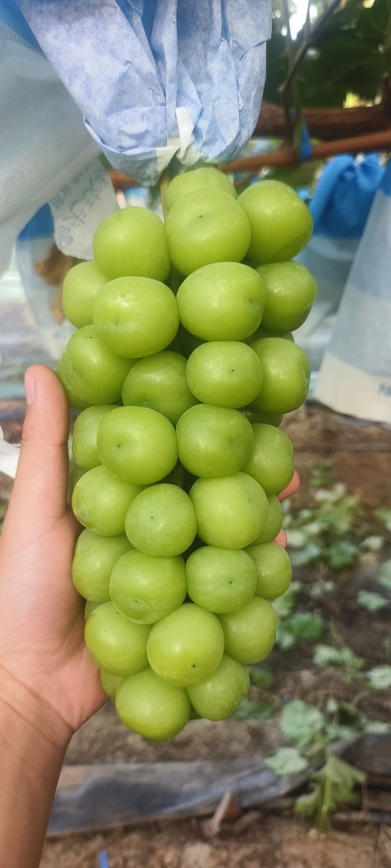 阳光玫瑰