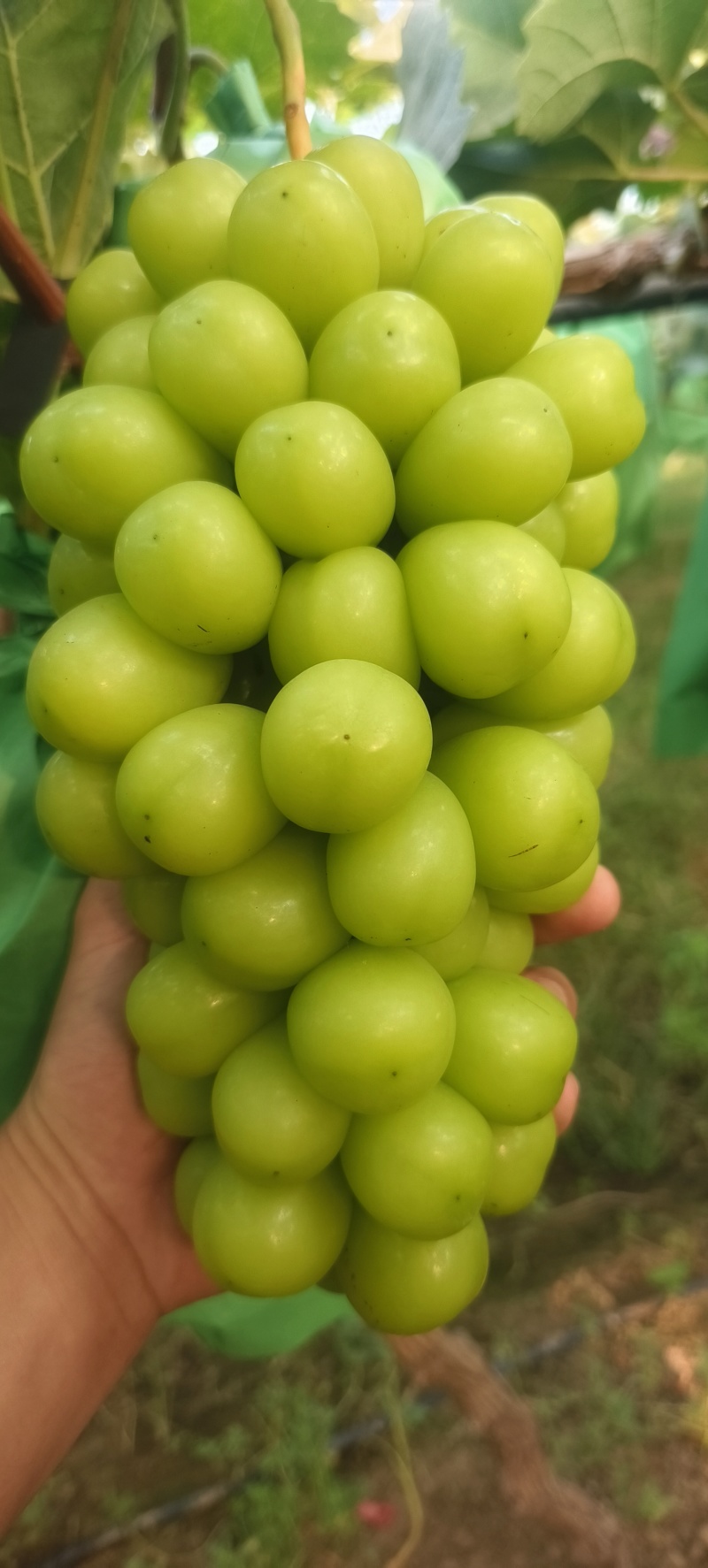 阳光玫瑰