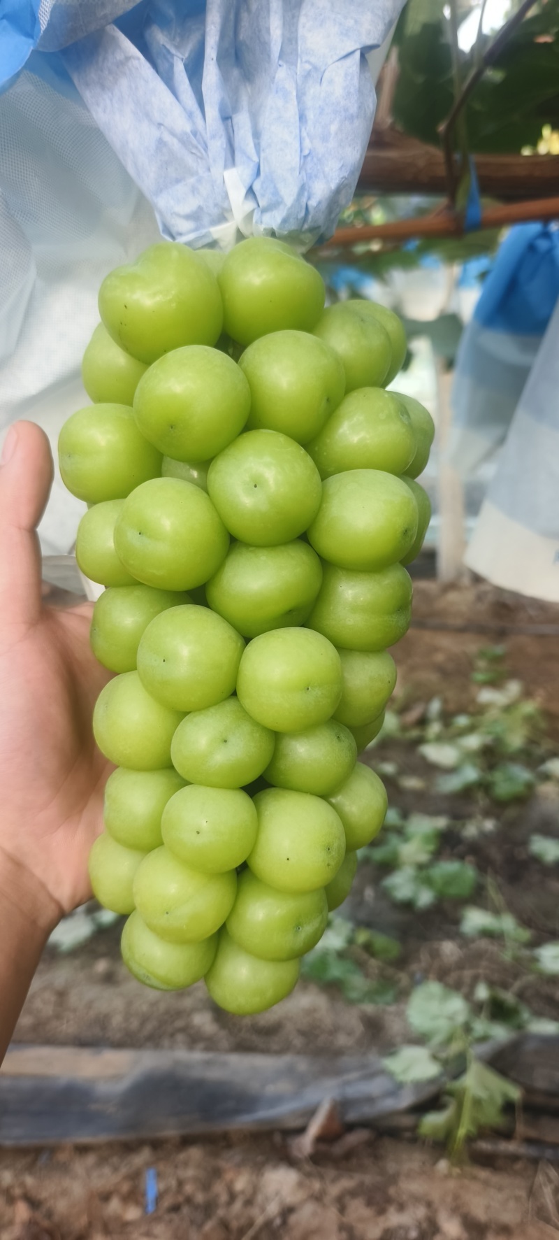 阳光玫瑰