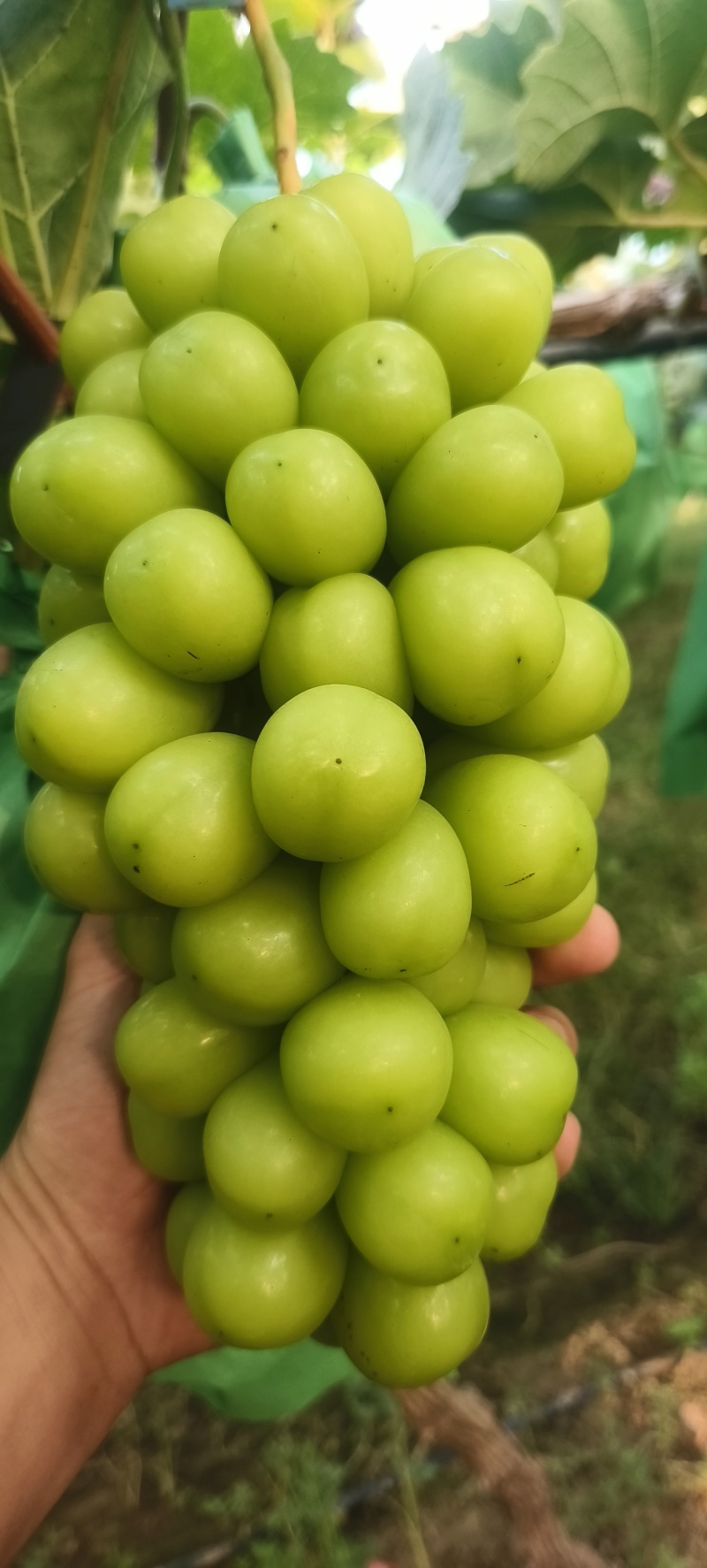 阳光玫瑰