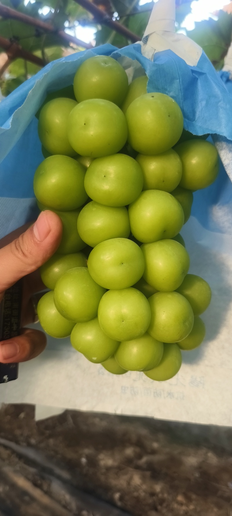 阳光玫瑰