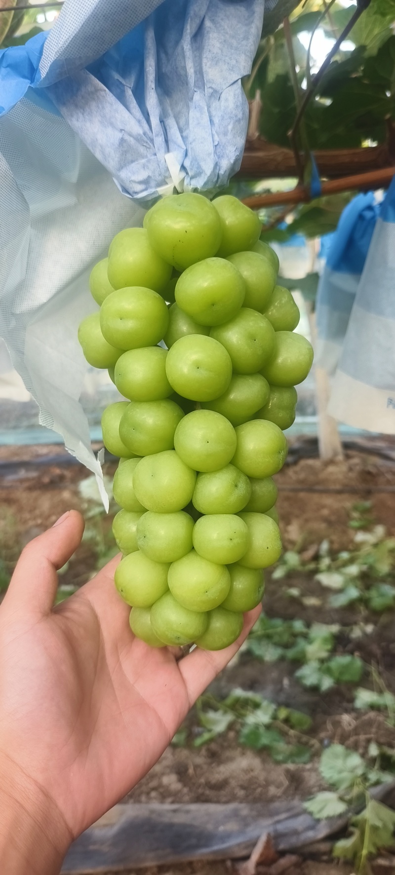 阳光玫瑰