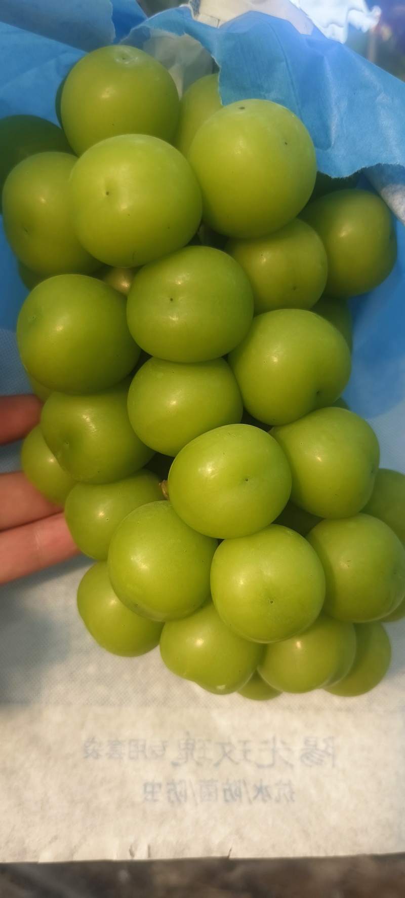 阳光玫瑰
