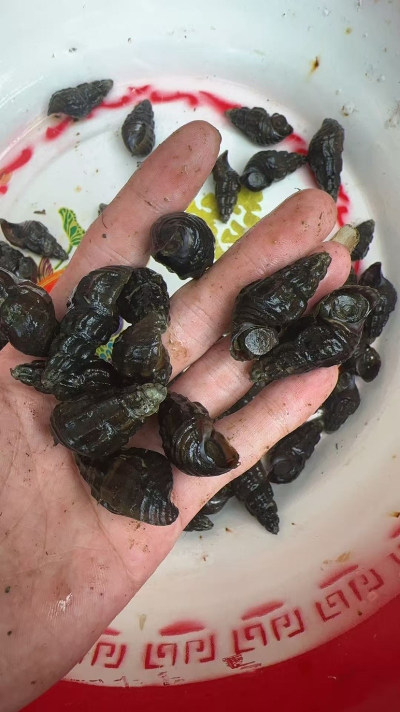 扭螺1.3起，上不封顶，10块一斤，运费自理