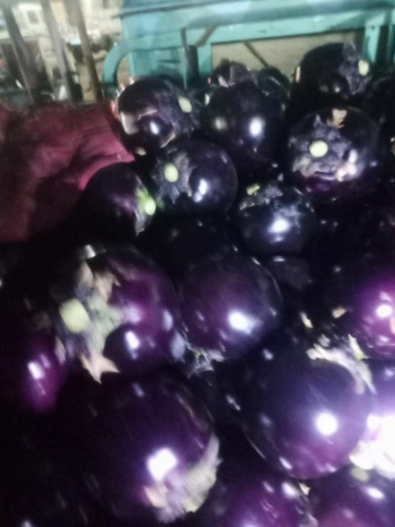 河南精品紫光圆茄产地发货一手货源批发品质保证价格美丽