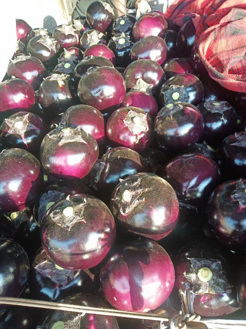 河南精品紫光圆茄产地发货一手货源批发品质保证价格美丽