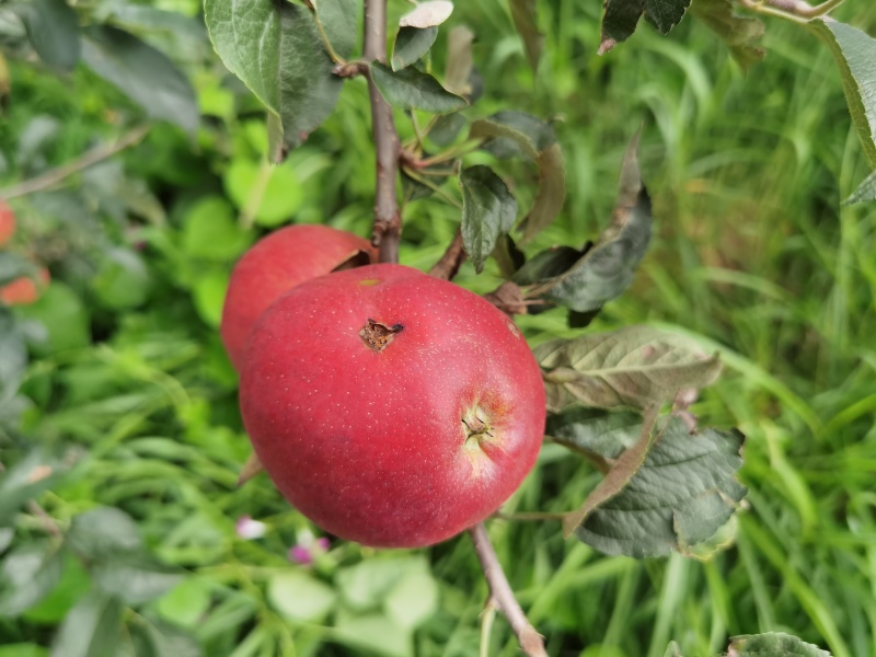 云南昭通早熟红露苹果冰雹果瑕疵果纯甜脆口耐储存便宜