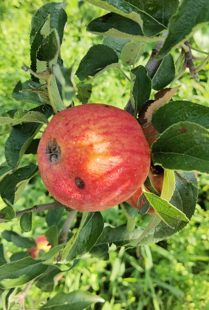 云南昭通早熟红露苹果冰雹果瑕疵果纯甜脆口耐储存便宜