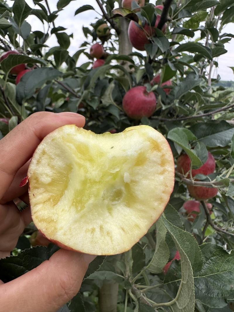 云南昭通早熟红露苹果冰雹果瑕疵果纯甜脆口耐储存便宜