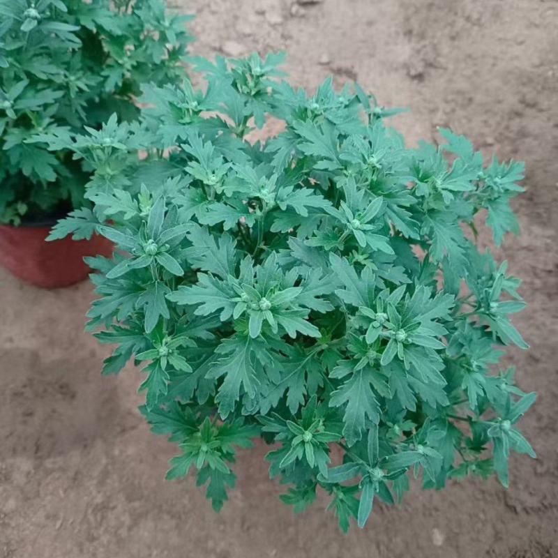 国庆菊九月菊黄玫红大红三种颜色