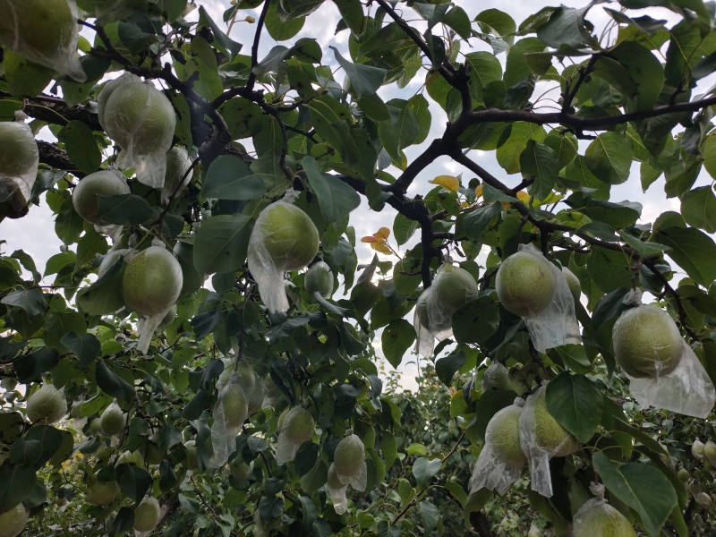 河北博野千年古梨园大量现货供应雪花梨，鸭梨，产地直发