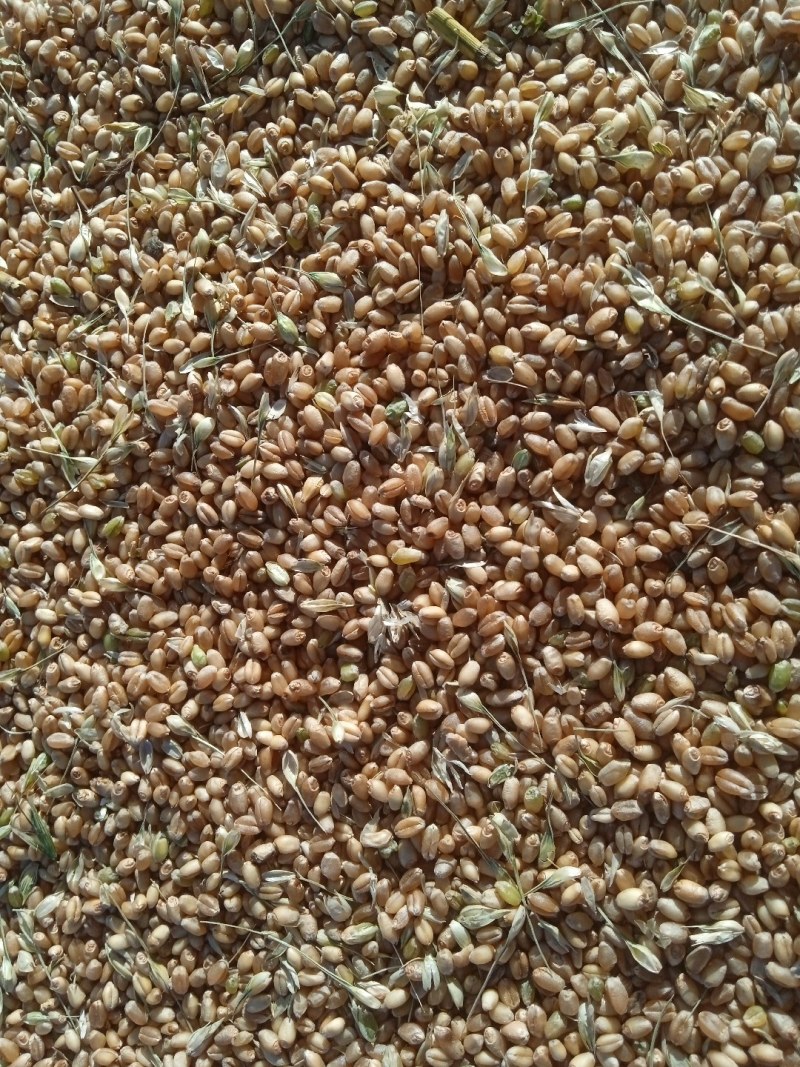 甘肃民乐宁夏3105精品小麦200吨现货通货新上市