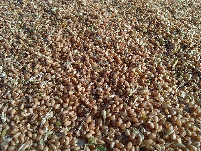 甘肃民乐宁夏3105精品小麦200吨现货通货新上市
