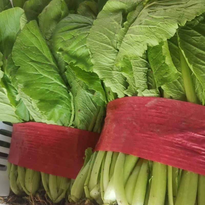 优质小白菜，无土无虫眼。
